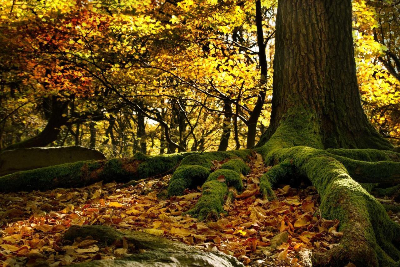 Ferienwohnung Am Bergmannsbrunnen Schoenheide Luaran gambar